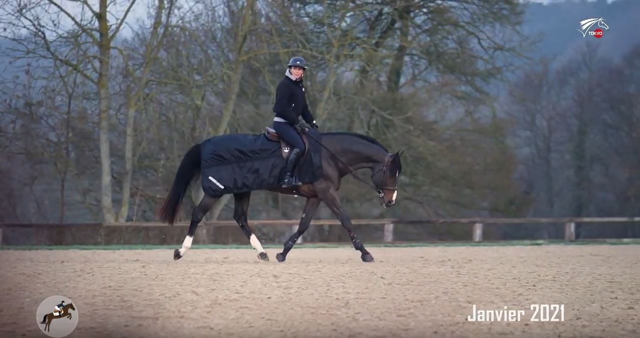 Saut d'obstacles - Optimisation physio chevaux - Janvier 2021